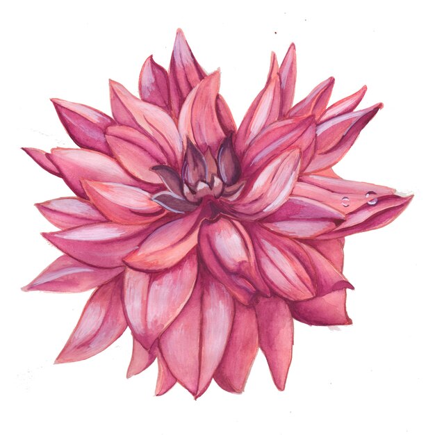 Fleur Abstraite élément Rose Aquarelle Fond Illustration Haute Résolution Photo Gratuite