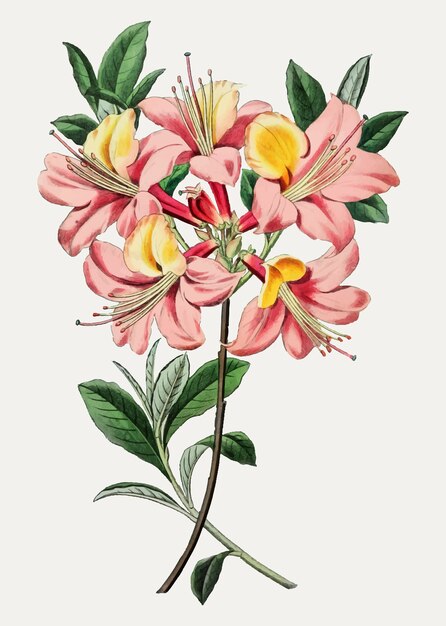 Fleur d&#39;azalée rose