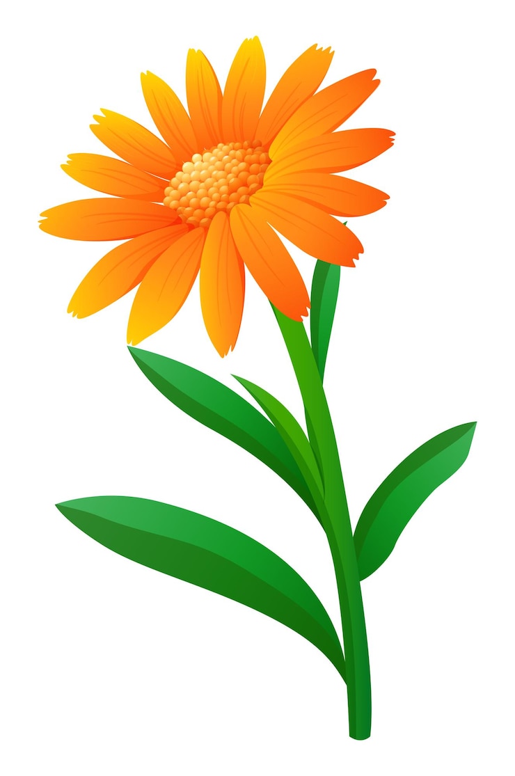 Vecteur gratuit fleur de calendula de couleur orange