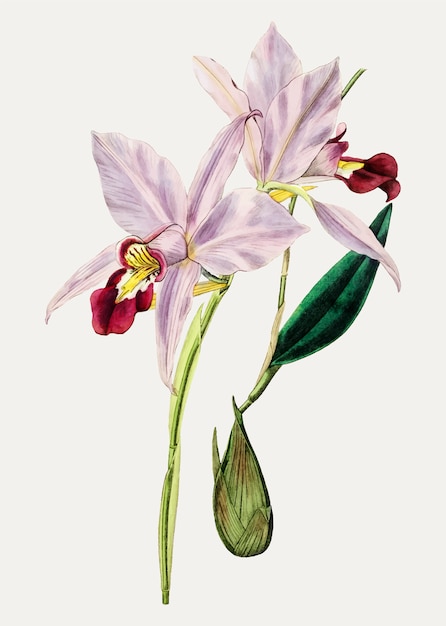 Fleur de cattleya