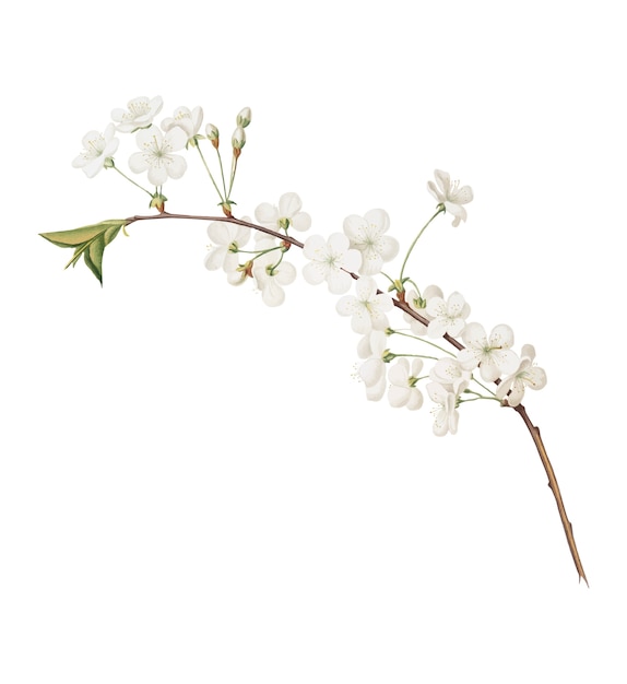 Fleur de cerisier Amarena d&#39;illustration de Pomona Italiana