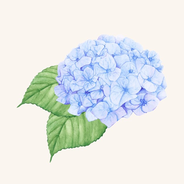 Fleur d&#39;hortensia dessinés à la main isolé