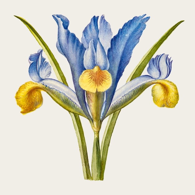 Fleur D'iris Barbu Dessiné à La Main