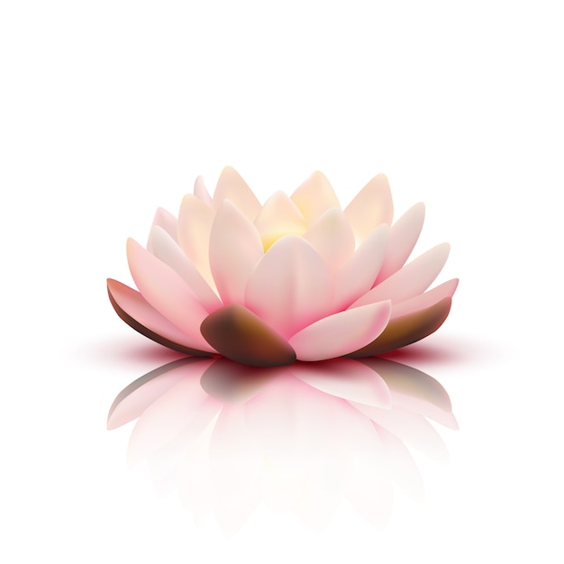 Vecteur gratuit fleur isolée de lotus avec des pétales roses pâles avec réflexion sur fond blanc illustration vectorielle 3d