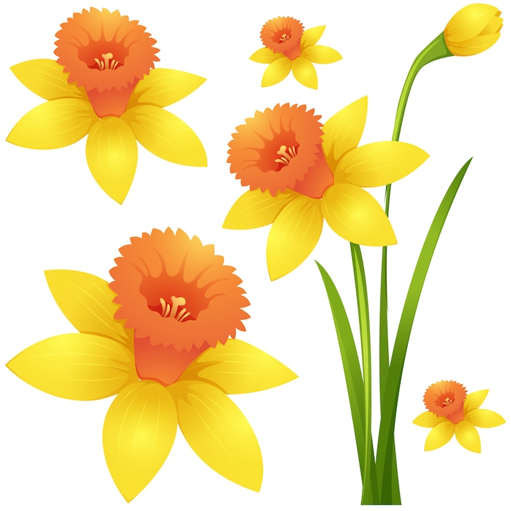 Vecteur gratuit fleur jonquille en couleur jaune