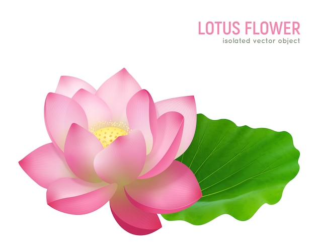 Vecteur gratuit fleur de lotus réaliste