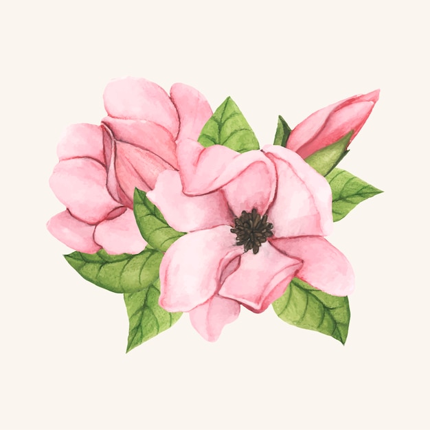 Fleur de magnolia soucoupe dessiné main isolé