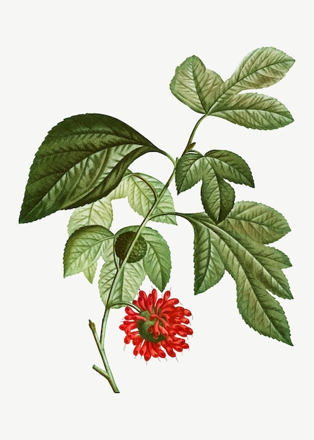 Fleur de papier mûrier rouge