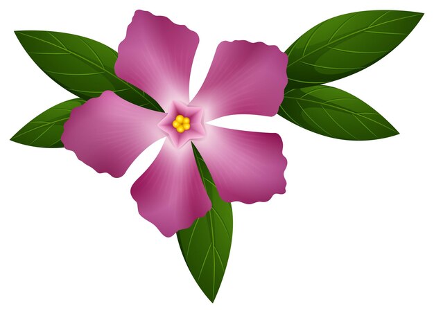 Fleur de pervenche de couleur rose