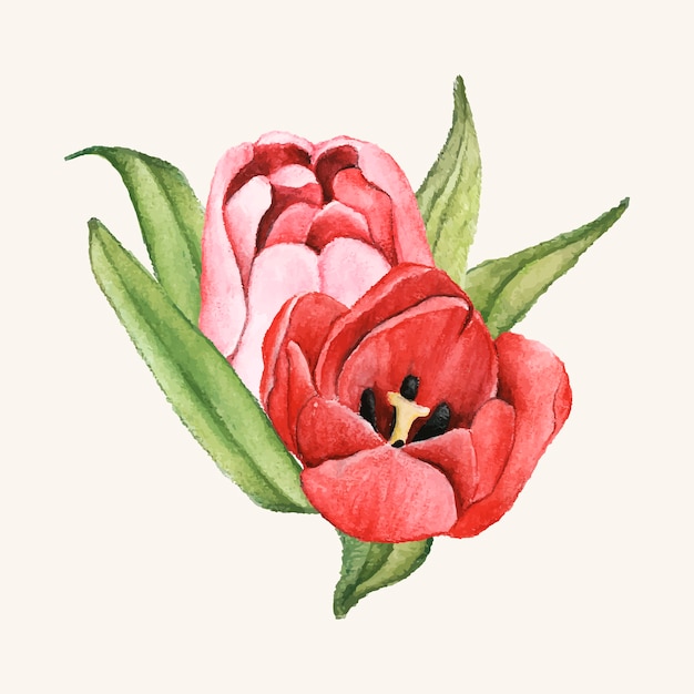 Vecteur gratuit fleur de tulipe dessinés à la main isolé