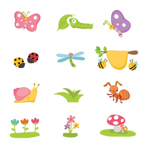 Fleurs et insectes collection