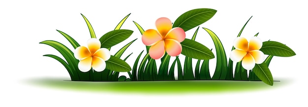 Fleurs de Plumeria dans l'herbe verte