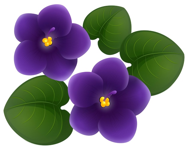 Vecteur gratuit fleurs violettes africaines et feuilles vertes