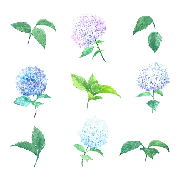 Vecteur gratuit floraison fleur hortensia multi couleur aquarelle sur blanc pour un usage décoratif.