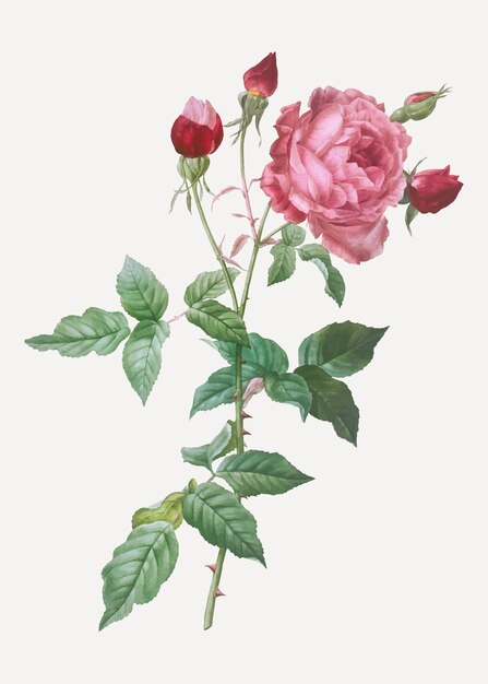 Floraison rose chou rose