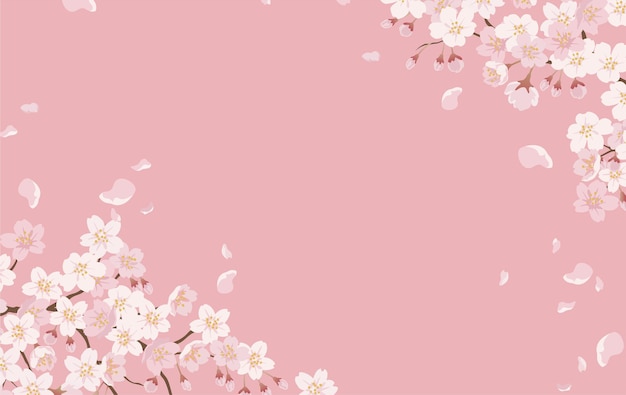 Floral avec des fleurs de cerisier en pleine floraison sur un rose.