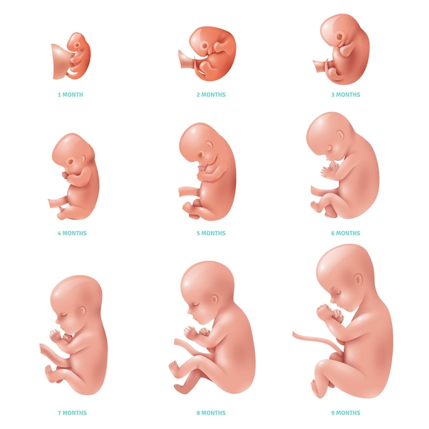 Vecteur gratuit foetus humain à l'intérieur du jeu d'icônes