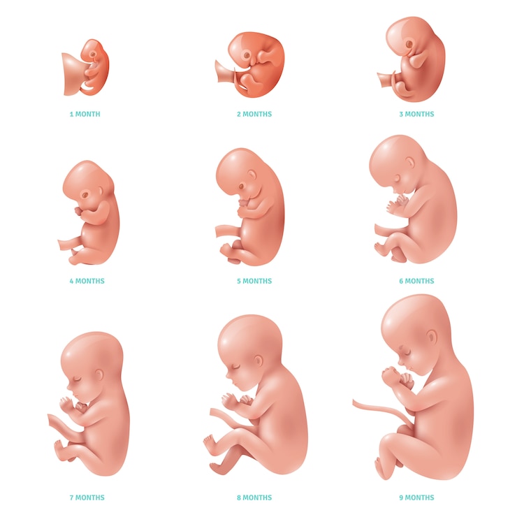 Vecteur gratuit foetus humain à l&#39;intérieur du jeu d&#39;icônes