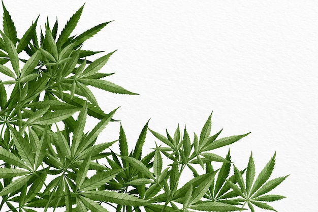 Fond de feuille de cannabis aquarelle
