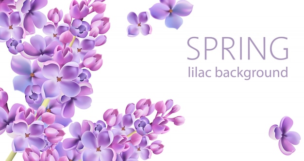 Vecteur gratuit fond de fleur de printemps lilas avec place pour le texte