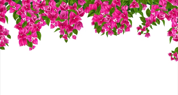 Vecteur gratuit fond floral blanc décoré d'une bordure de branches de bougainvilliers en fleurs suspendues illustration vectorielle réaliste