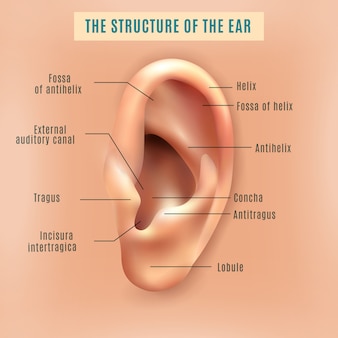 Fond médical de structure d'oreille humaine