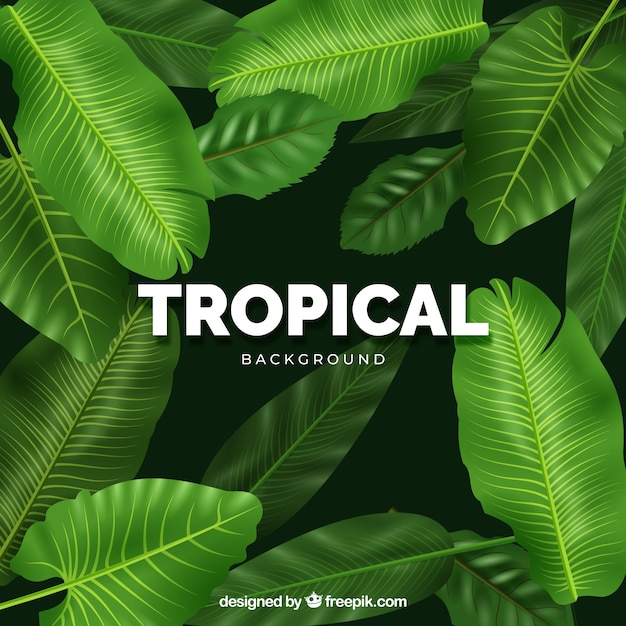 Fond tropical moderne avec un design réaliste