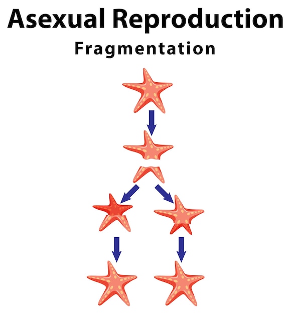 Fragmentation de la reproduction asexuée avec des étoiles de mer