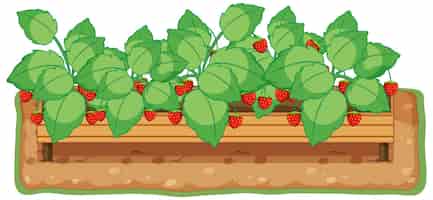 Vecteur gratuit fraisier poussant avec la bande dessinée du sol