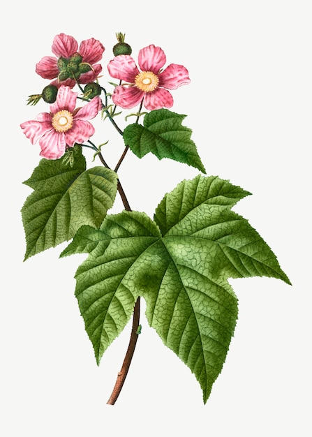 Framboise en fleurs