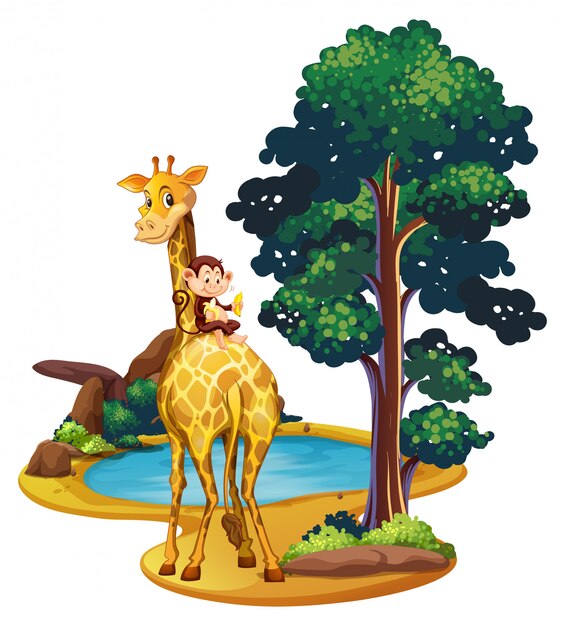 Girafe et singe au bord de l&#39;étang
