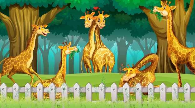 Girafes en scène bois