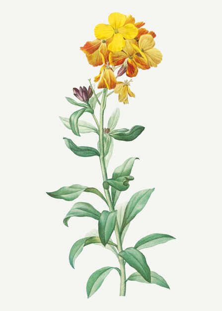 Giroflée jaune en fleur