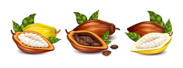 Vecteur gratuit des gousses de cacao sèches et immatures avec des haricots et des feuilles vertes compositions réalistes mises en place illustration vectorielle isolée