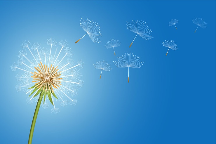 Vecteur gratuit les graines de fleurs de pissenlit volantes font un fond de concept de souhait