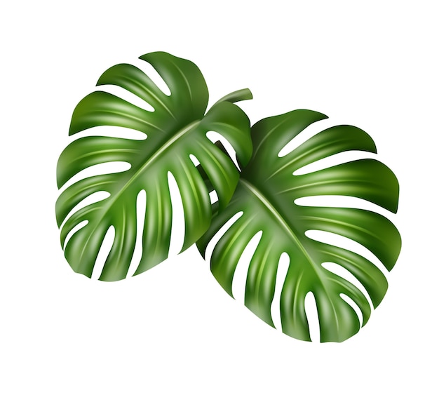 Grandes feuilles vertes de vecteur de plante tropicale Monstera isolé sur fond blanc