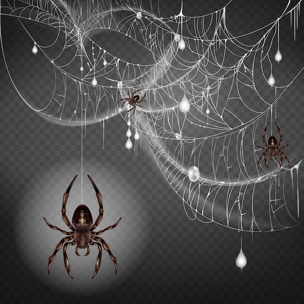 Vecteur gratuit grandes et petites araignées dangereuses et toxiques suspendues à une mince chaîne