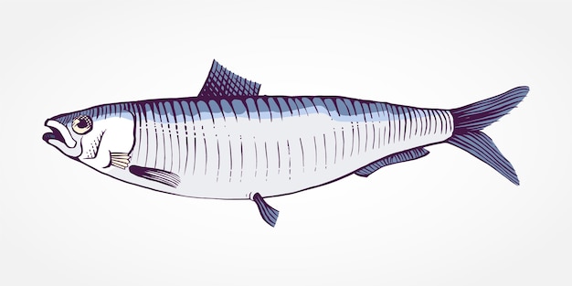 Gravure illustration de sardine dessinée à la main