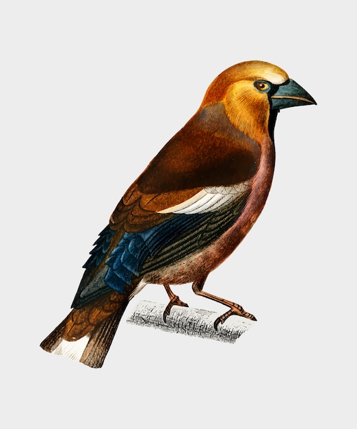 Hawfinch (Gros-bec commun) illustré par Charles Dessalines D&#39;Orbigny (1806-1876).