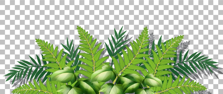 Vecteur gratuit herbe et plantes sur fond transparent pour la décoration