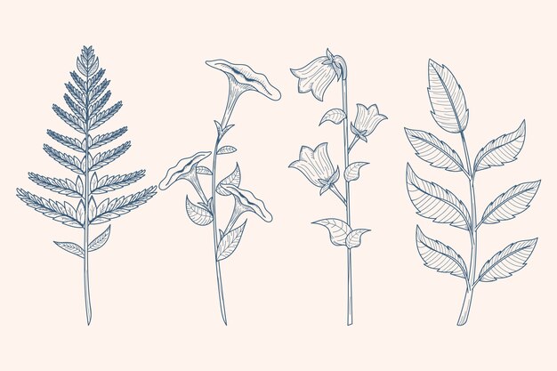 Herbes botaniques et fleurs sauvages dans un style vintage