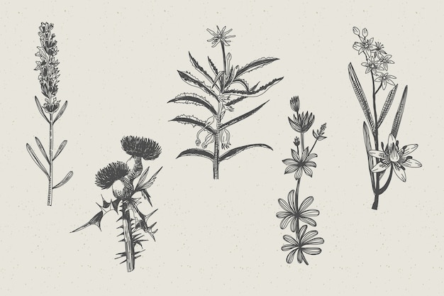 Herbes dessinées réalistes et fleurs sauvages