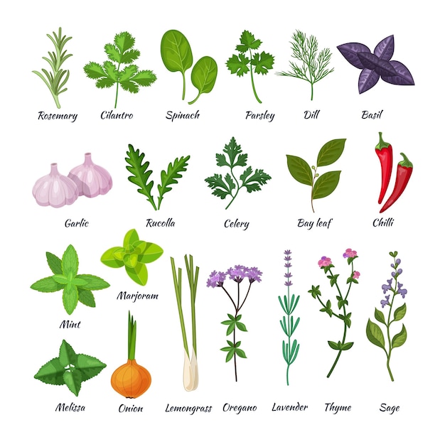 Herbes et épices culinaires naturelles pour cuisiner, manger, nourriture, herbes vertes et parfumées propres et écologiques