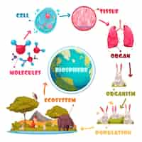 Vecteur gratuit hiérarchie biologique ensemble de molécules tissu cellulaire organe organisme population écosystème images de dessin animé illustration vectorielle