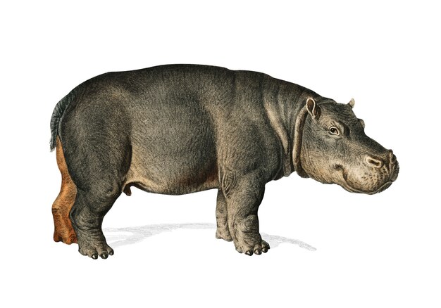 Hippopotame (Hippopotame Amphibie)