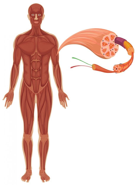 Homme Avec Diagramme Musculaire