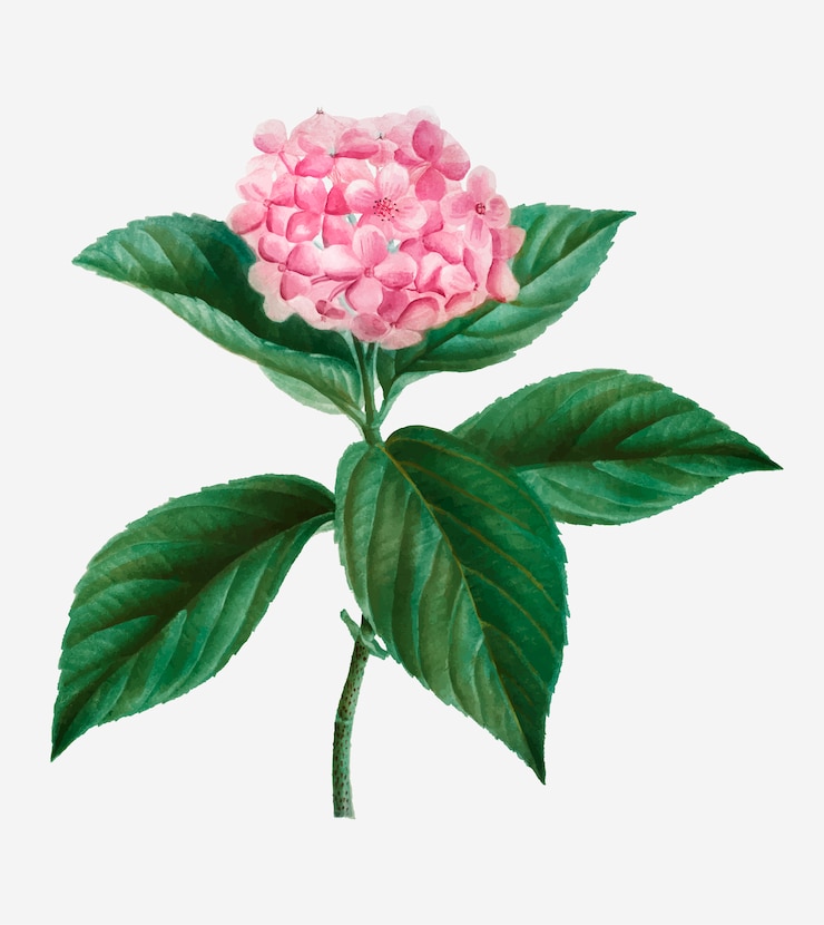 Vecteur gratuit hortensia française