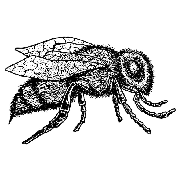 Vecteur gratuit icône animale monochrome avec image d'abeille dessinés à la main sur l'illustration blanche