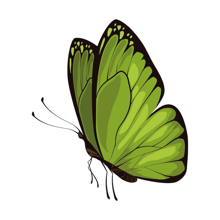 Vecteur gratuit icône d'insecte papillon beauté verte