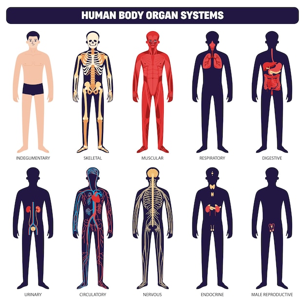 Icône Des Systèmes D'organes Du Corps Humain Sertie D'illustration Vectorielle Des Systèmes Endocriniens Et Reproducteurs Masculins Musculaires Squelettiques Indégumentaires Respiratoires Digestifs Urinaires Circulatoires